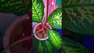 Dieffenbachia plantdieffenbachia indoorplants music bollywood [upl. by Diver]