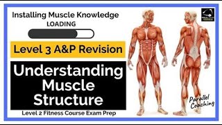 Level 3 Anatomy and Physiology Revision Understanding Muscle Structure [upl. by Sampson974]