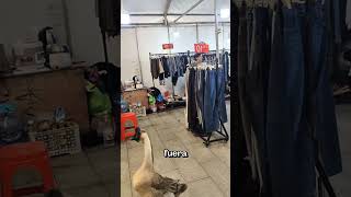 El Ganso Que Nunca Dejó de Buscar 🦢❤️shorts [upl. by Diana]