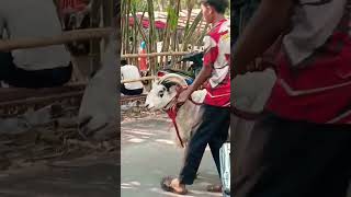 KEREN DOMBA GARUT kambingternak goat domba animals hewanpeliharaan farming [upl. by Eiznekcam]