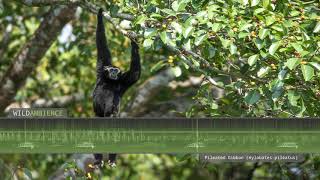 Pileated Gibbon singing  The sounds of gibbons calling in Khao Yai Thailand [upl. by Nodarb]