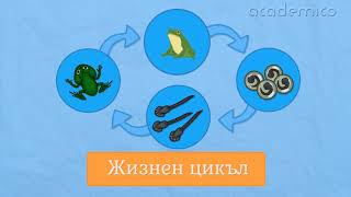 Размножаване растеж и развитие на животните  Човекът и природата 4 клас  academico [upl. by Ciro]