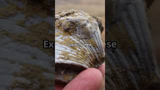 Prehistoric Sea Life Fossils in the US adventure usa fossil fossilhunting [upl. by Corri605]