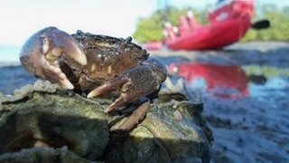 Anchor Float and Crab Bait [upl. by Stickney]