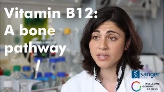 Vitamin B12 A bone pathway [upl. by Leahcam]