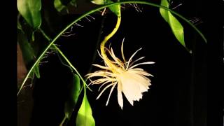 Tanhua queen of the night blooming sequence [upl. by Frida]