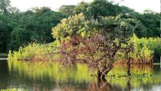 Pantanal [upl. by Miran]