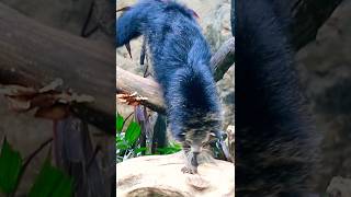 Binturong walks on the woods binturong animals [upl. by Ladin493]