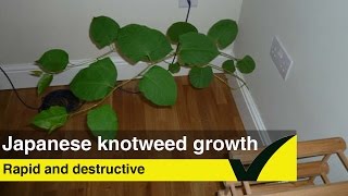 Japanese Knotweed Damage  Eradicate Japanese Knotweed [upl. by Eixela]