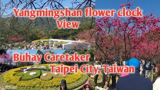 Yangmingshan flowers clock  Beautiful Cherry Blossoms  Taipei City Taiwan  Buhay Caretaker [upl. by Reynolds91]