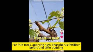 For fruit trees applying highphosphorus fertilizer budding can help the flower buds [upl. by Lilias]