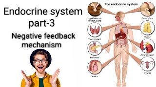 Endocrine system anatomy and physiologypart3Negative feedback mechanism nursing gnm video [upl. by Ytsirk]