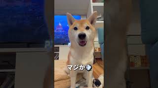 チビに甘いポンさん🐶✨柴犬 チワワ shorts [upl. by Kayley]