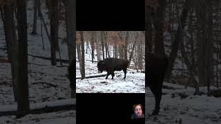 Primitive atlatl hunt Bison hunter Ryan Gill [upl. by Lerad]