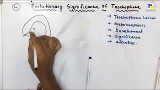 Evolutionary Significance of Trochophore Larva in Odia by PradeepSir [upl. by Eah563]