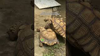 Let’s get to know tortoises’ behaviors 🐢💡petnationph petnation tortoise [upl. by Parlin]