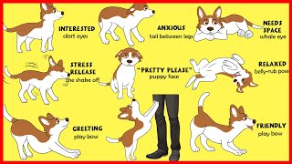 Dogs Body Language Explained [upl. by Ahsienat86]