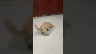 puppy 🐶  puppies crying 😢  puppies lover 🐕  puppies sound puppy dog dogshow shorts [upl. by Narod]