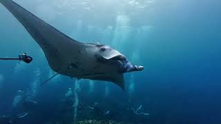 Mantaray ishigaki okinawa 20241018 video by ParkJM [upl. by Kral430]