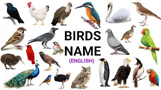 Birds name in English Birds name Birds vocabulary Birds [upl. by Erick]