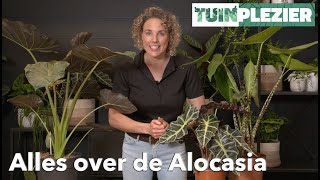 Alles over de Alocasia  Olifantsoor  TUINPLEZIER [upl. by Jessa]