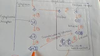 Mechanism Of action of STEROID Hormone [upl. by Siwel976]