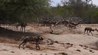 Gran manada de perros salvajes vs 1 hiena  HIENA VS PERROS SALVAJES [upl. by Sugar]