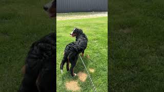 The way she pauses 😭 dogsofyoutube puppy berneseoftheday goldenretriever [upl. by Marcin]