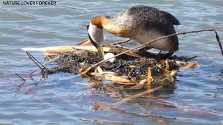 Grebes incubating their first egg at nest in the pond [upl. by Hayouqes]