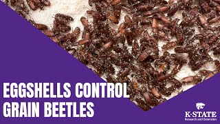 Eggshells Control Red Flour Beetles [upl. by Animahs390]