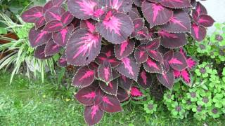 Buntnessel Coleus 2014 [upl. by Drofxer]