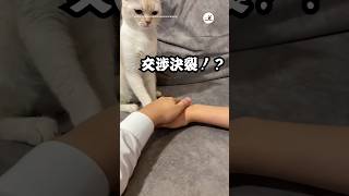 まさかの裏切り🤝！？｜PECO 一致団結 笹かま猫 猫 愛猫家 猫動画 猫のいる暮らし cat catlover catvideos catlife [upl. by Nelubez]