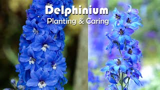 How To Grow Delphiniums Flowers  Delphiniums Planting amp Caring [upl. by Eneroc508]