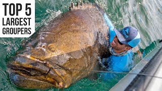 Top 5 Largest Goliath Groupers Caught [upl. by Rozina183]