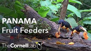 Panama Fruit Feeder Cam at Canopy Lodge  Cornell Lab [upl. by Celesta]