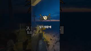 1달에 5천만원을 번다는 대게잡이 직업 [upl. by Freddi]