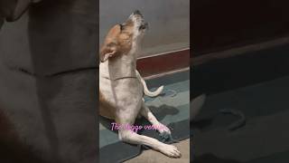 Mere Mehboob  by putin song bollywood newsong love dog petlover doglover petlove pets [upl. by Lankton]