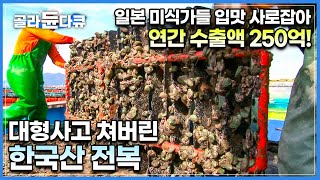 한국인들은 몰랐는데 일본에서 불티나게 팔리는 전남산 전복│3년 동안 완도에서 어민들이 피땀 흘려 키운 전복 출하하는 날│최상급 전복이 수출되는 과정│극한직업│골라듄다큐 [upl. by Nwahsid]