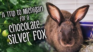 A Trip to Michigan for a CHOCOLATE Silver Fox [upl. by Zzabahs]