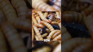 1000 Mealworms VS Dead Scorpion shorts [upl. by Edmonda]