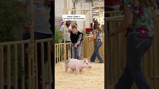 Explaining hog showmanship amp market amp the differences between them showpigs pigs livestockshow [upl. by Willner]