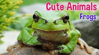 FROGS  Animals For Kids  Frog photos with classical music for children by Oxbridge Baby [upl. by Cook]