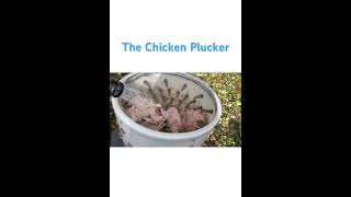 Chicken Plucker in Action [upl. by Elah]