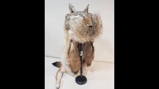 HOW TO MAKE A COYOTE FUR HAT PART 3 [upl. by Ozen]