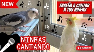 NINFAS CANTANDO 🎶birds ninfa ninfas aves nymph sound calopsita new newvideo birdsounds [upl. by Deedahs]