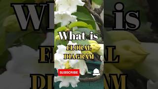 What is Floral Diagram shorts facts biology [upl. by Pegma]