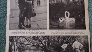 Chiswick Eyot magazine article 1948 river Thames disappearing island [upl. by Bower]