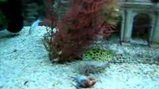 Green Spotted Puffer Vs Red Claw Crab [upl. by Imiaj]