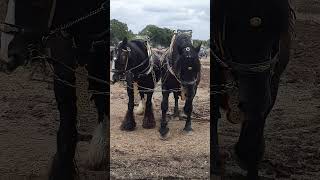 Traditional Horse Ploughing at The Forest of Arden Ploughing Match Sunday 15th September 2024 [upl. by Eirak]