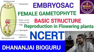 Structural Description of Female Gametocyte Embryo SacNEETNCERT [upl. by Oiuqise]